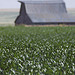 Farm