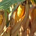 Ready to Harvest