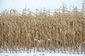 corn