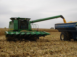 corn harvest