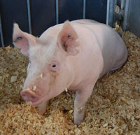 2010 world pork expo