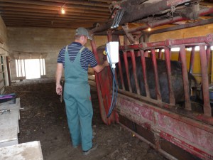 Our veterinarian giving vaccinations to a steer.